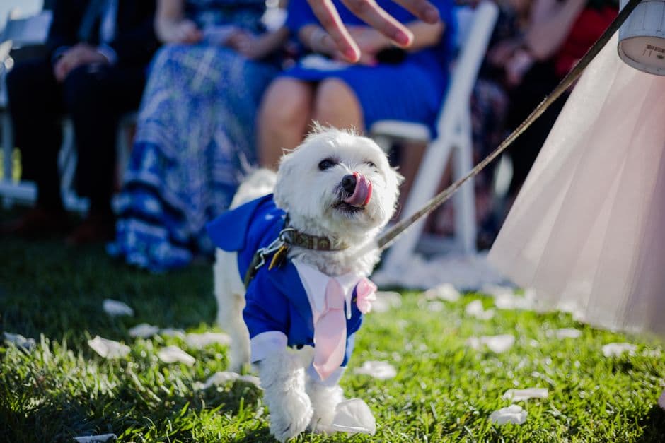 Pet-Friendly Weddings: The Complete 2026 Guide